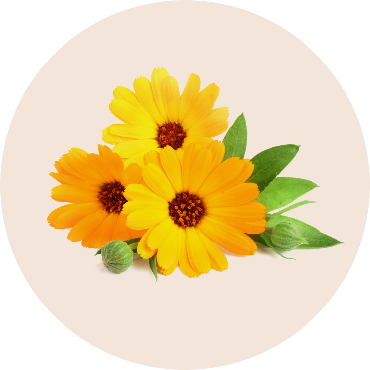 Calendula