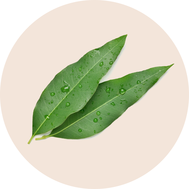 Eucalyptus